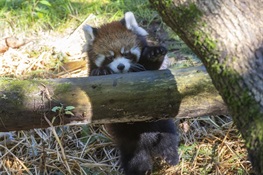 Two Red Panda Cubs Make Public Debut At Prospect Park Zoo